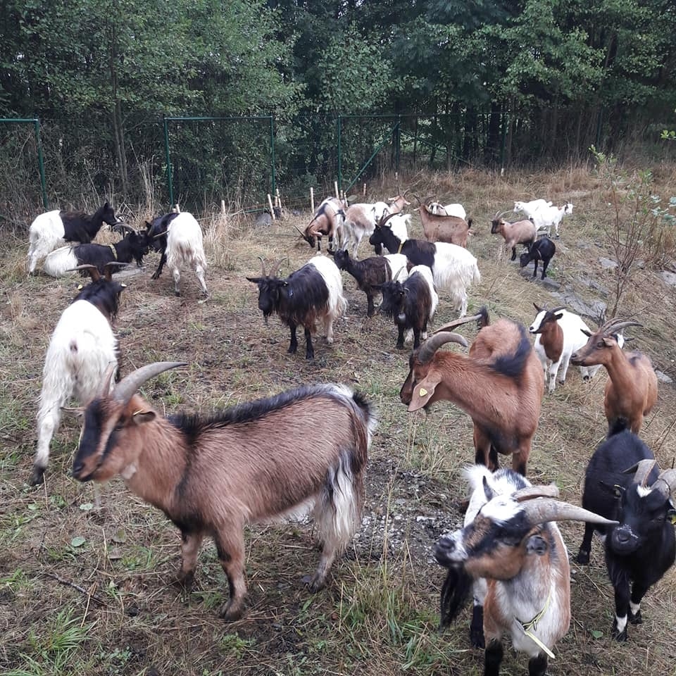 Die Krifteler Ziegen in einer Ziegenherde.