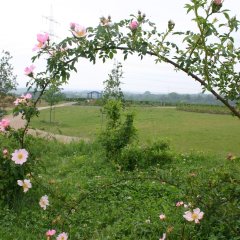 Blick durch einen Rosenbogen auf den Ziegeleipark.