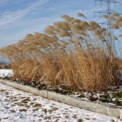 Winterliche Stimmung im Ziegeleipark mit Blick auf den Pavillon und Schilfgras.