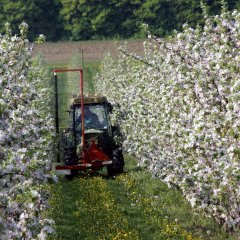 Die Krifteler Apfelbäume im Frühling.