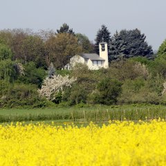 Bild der Bonifatiuskapelle mit Rapsfeld im Vordergrund