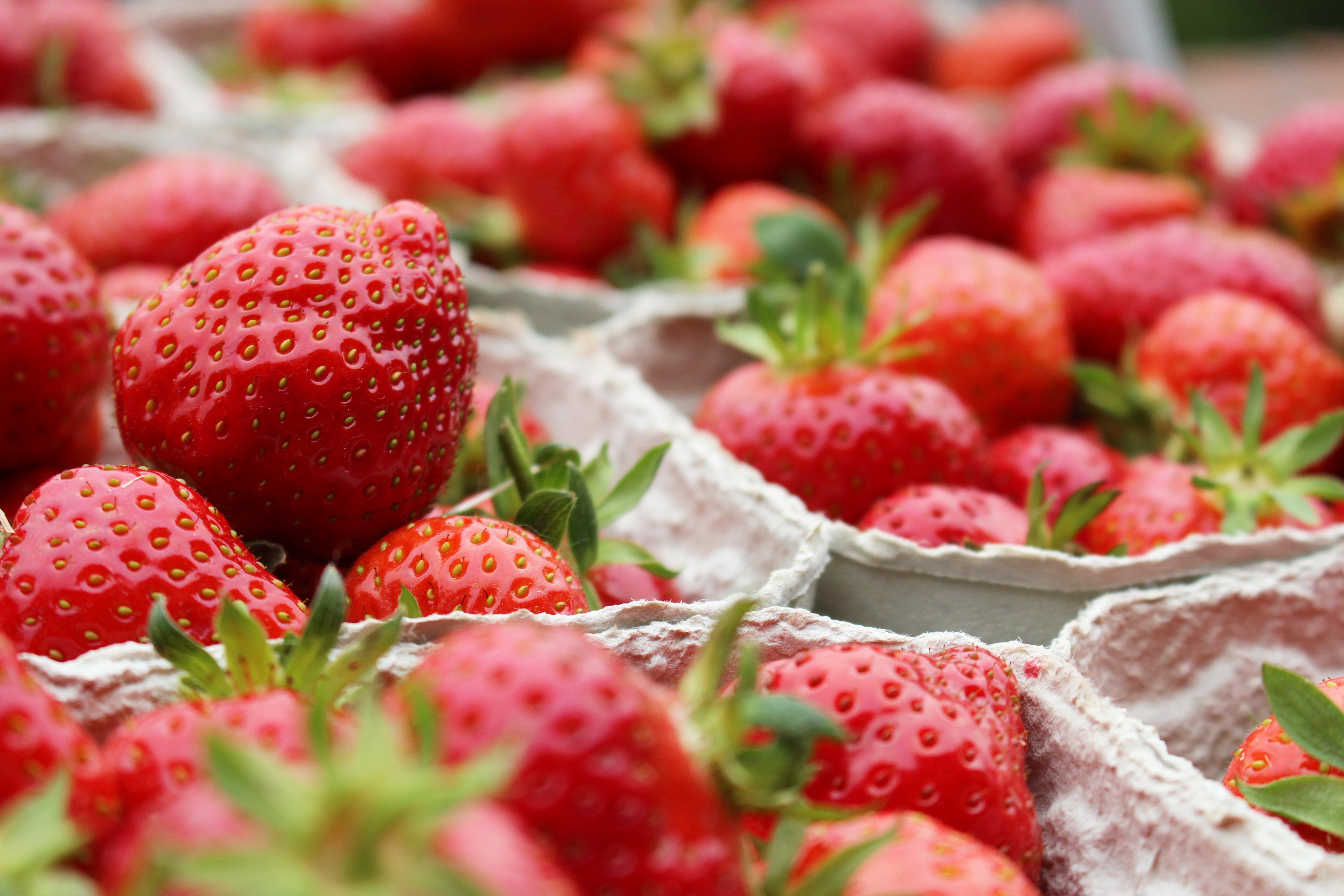 Schalen mit Krifteler Erdbeeren