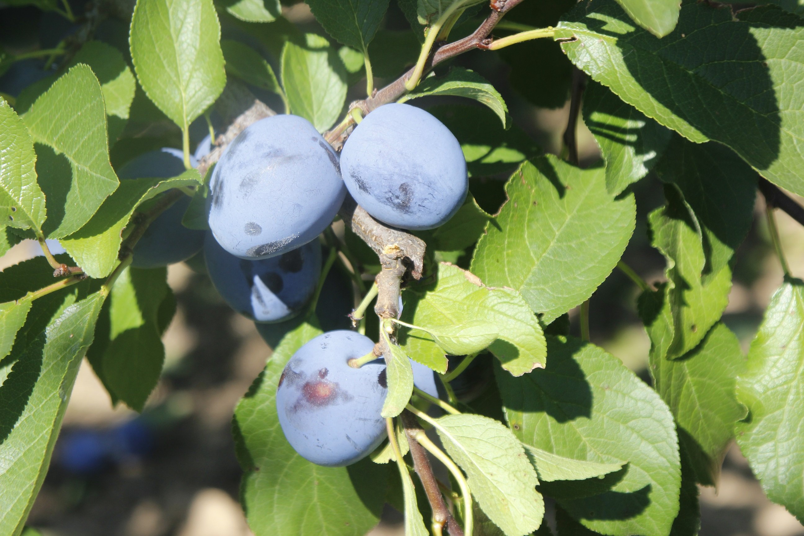 Bild eines Pflaumenbaumes