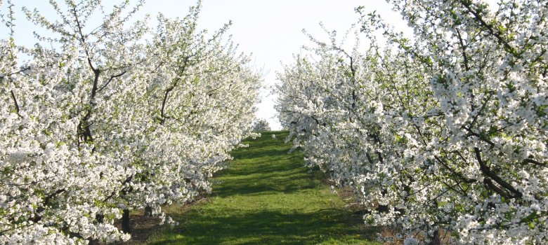 Obstbaumblüte (2).jpg