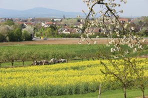 Ortsansicht Kriftel mit Rapsfeld.jpg