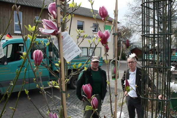 Magnolien am Bahnhof (7).JPG