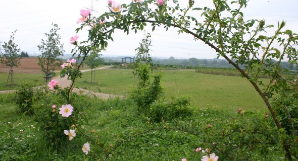 Rosen im Ziegeleipark Ziegeleipark_Foto FFC.JPG