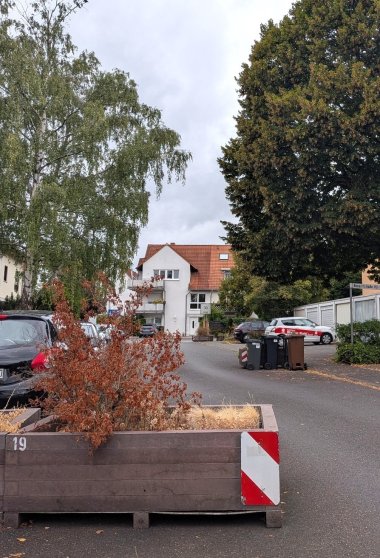 Vertrocknete Pflanzen im Pflanzkübel.