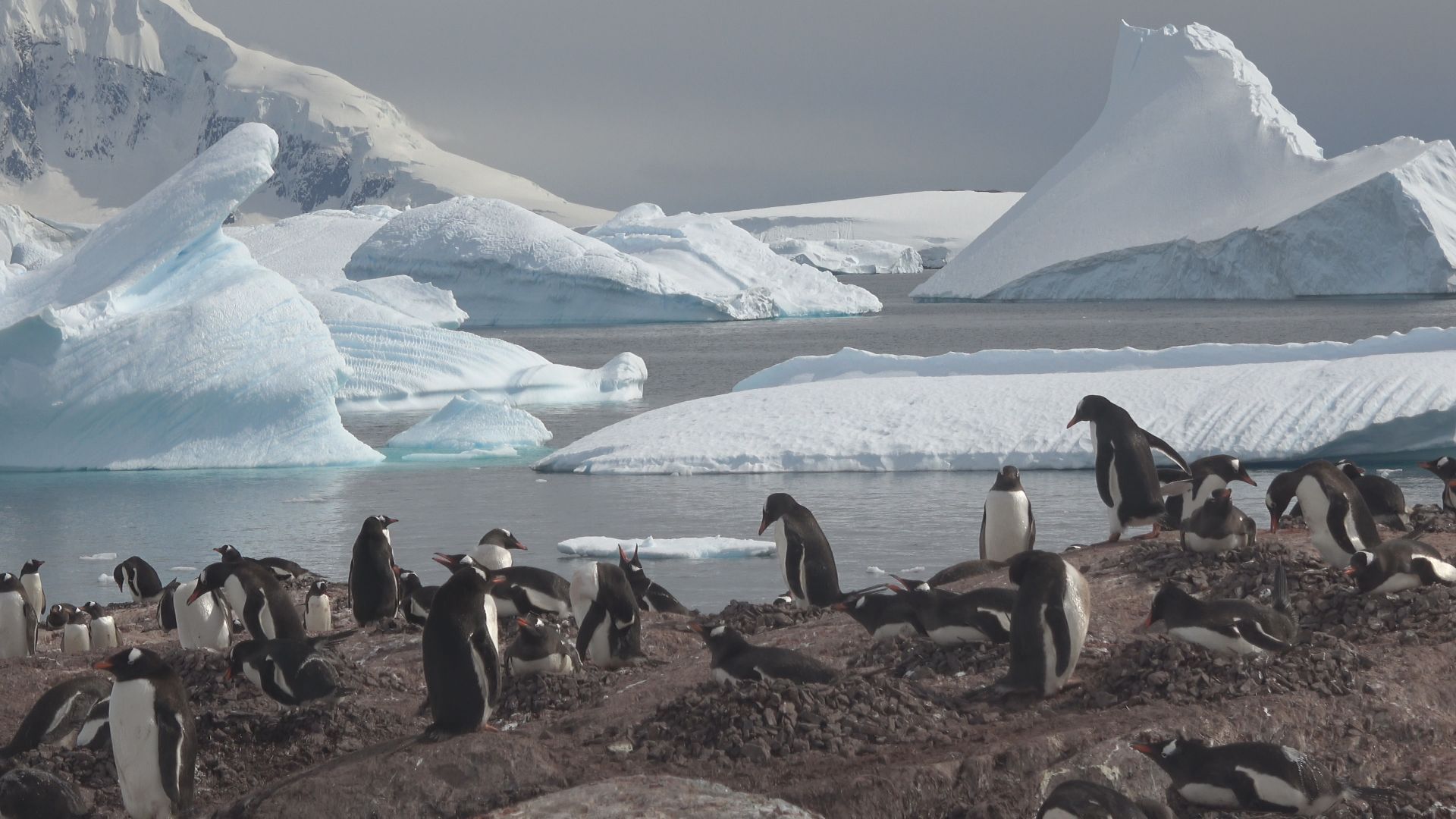 Eisberge und Pinguine.