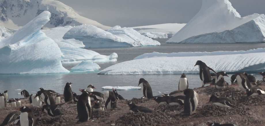 Eisberge und Pinguine.