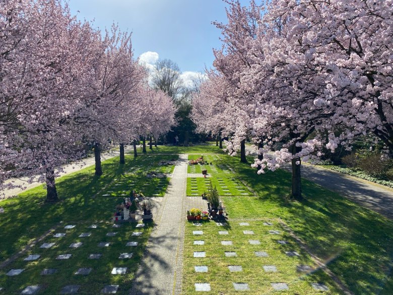 Das Urnenrasenwahlgrabfeld mit blühenden Kirschbäumen.